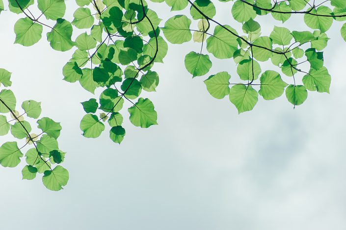 photography-of-leaves-under-the-sky-1131458 מרחב מחיה ביולוגי וחג העצמאות - שושנה בובליל